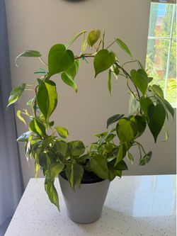 Philodendron live plant