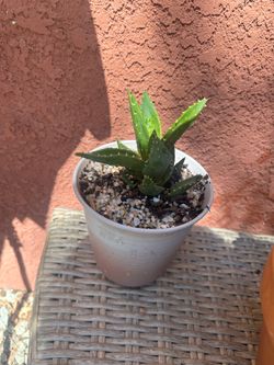 Succulent