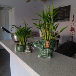 Lucky Home Grown Bamboo Plants In Cultural Vases.