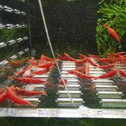 Fire Red Shrimp Aquarium Decoration