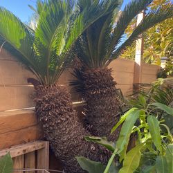 Large Sago Palm 2 Heads Y Shape