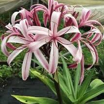 Plant Sale Purple Crinum Lily