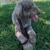 Marcelo