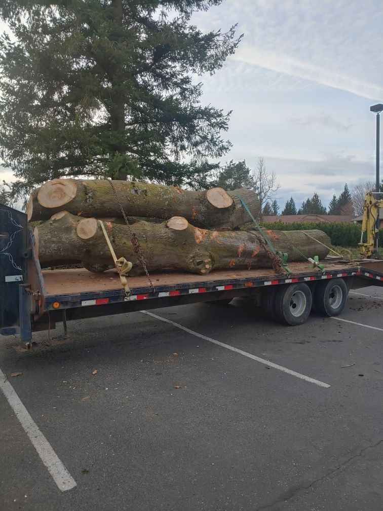 Pinon oak
