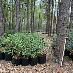 Gardenias -7gallon Pots