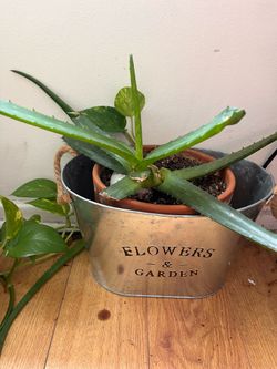 Aloe plant