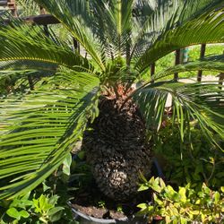 Sago Palm