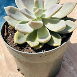 Beautiful Succulents 