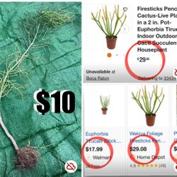 $10 Large Pencil Cactus 🌵 plant ,can easily be propagated by chopping it and put in soil