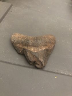 Megaladon Shark Tooth