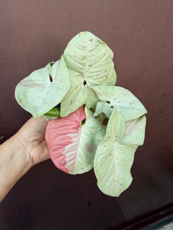 4” syngonium confetti