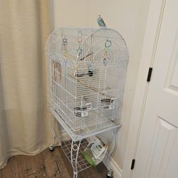 Cage and Blue Parakeet