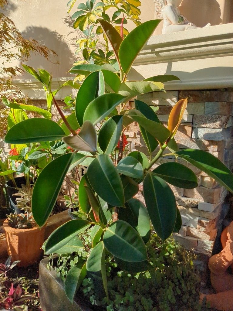Potted Real Rubber Plant