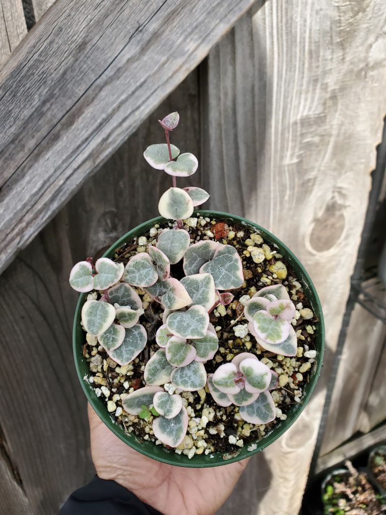 Variegated String of Hearts Succulent Plant