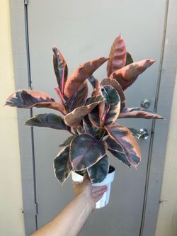 Ficus Elastica Ruby Rubber Plant 6” Pot