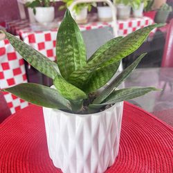 Dwarf Snake Plant Indoor