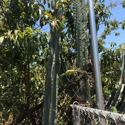7 Foot Cactus 40 OBO.