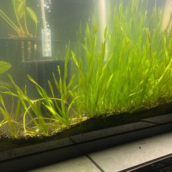 Aquarium Plants 