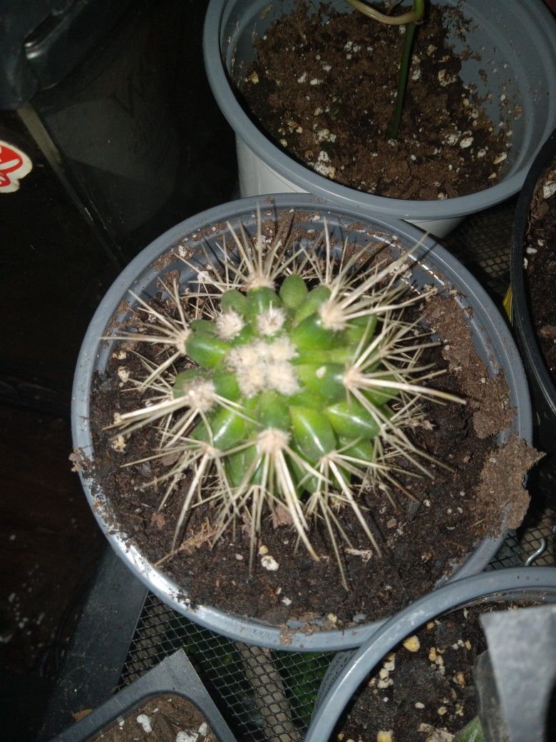 Barrel Cactus