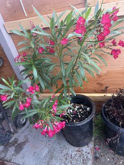 Oleander Red