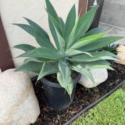 Foxtail Agave Attenuata w/ Baby for landscaping (Northridge) 