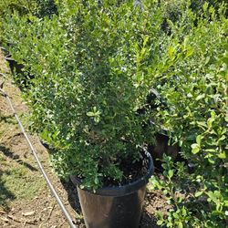 Boxwood 