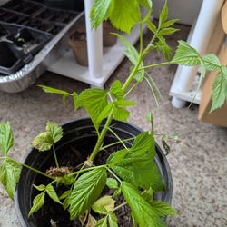 Red Raspberry Plants 