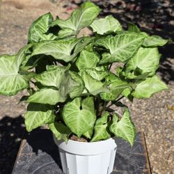 Syngonium Batik Plant Medium