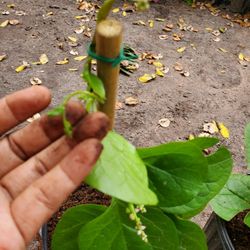 Espinaca Malabar.plant.