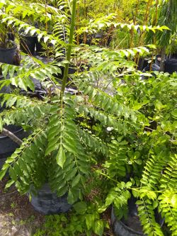 Plump tree ciruela
