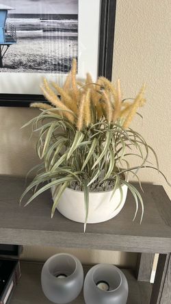 Crate and Barrel Potted Plant