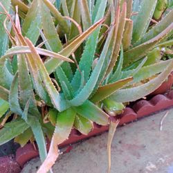 Free Aloe Plant Good For Lots Of Things With Nice Pot Ready For Pickup Need Gone Today