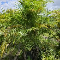 Arecas Over 6 Feet Tall Instant Privacy Hedge 