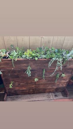 Succulent planter 