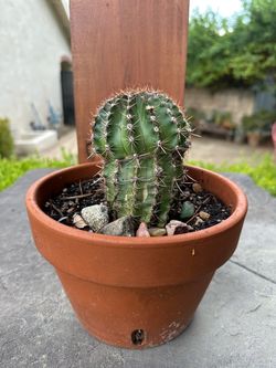 Cactus