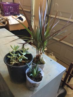 Plants total of 3 kinds