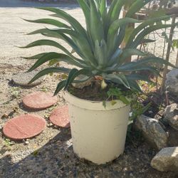 Agave Plants 
