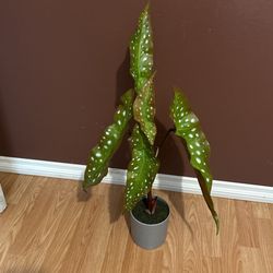 Planta Artificial. New