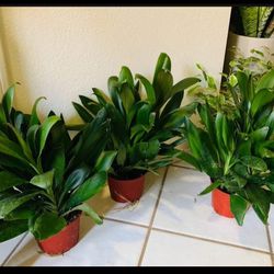 🌿Gorgeous Green Ti Plant is a natural stress reliever🙏PLS READ DESCRIPTION