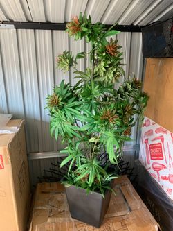 One of a kind strawberry kush fake plant
