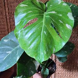 Monstera Thai Constalation 