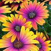 Ann Marie Schrecengost 