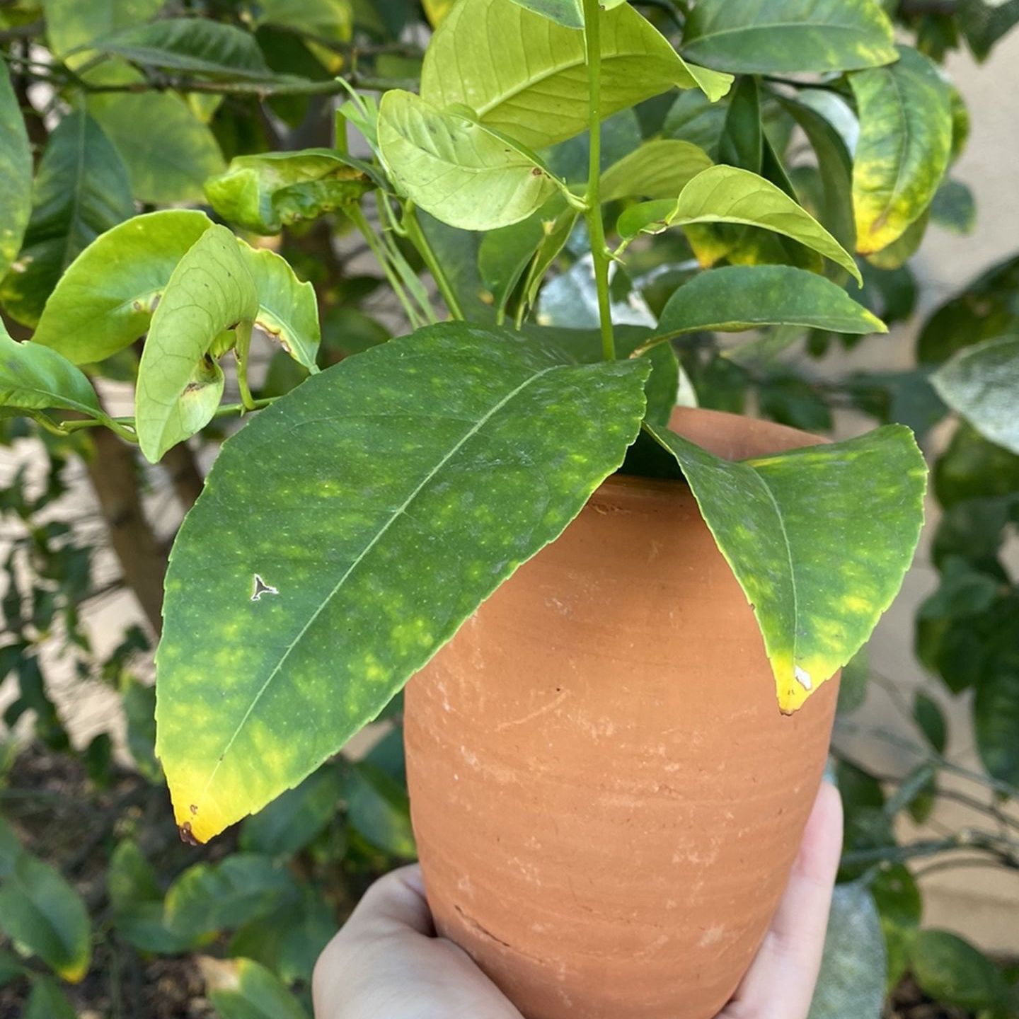 Unique Terra Cotta Vases/Pot