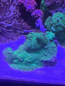 Green mushrooms(slight bounce)