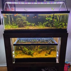Dual Aquarium  Set Up