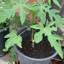 Papaya Tree 23$