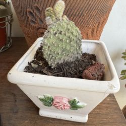 Succulent Plant