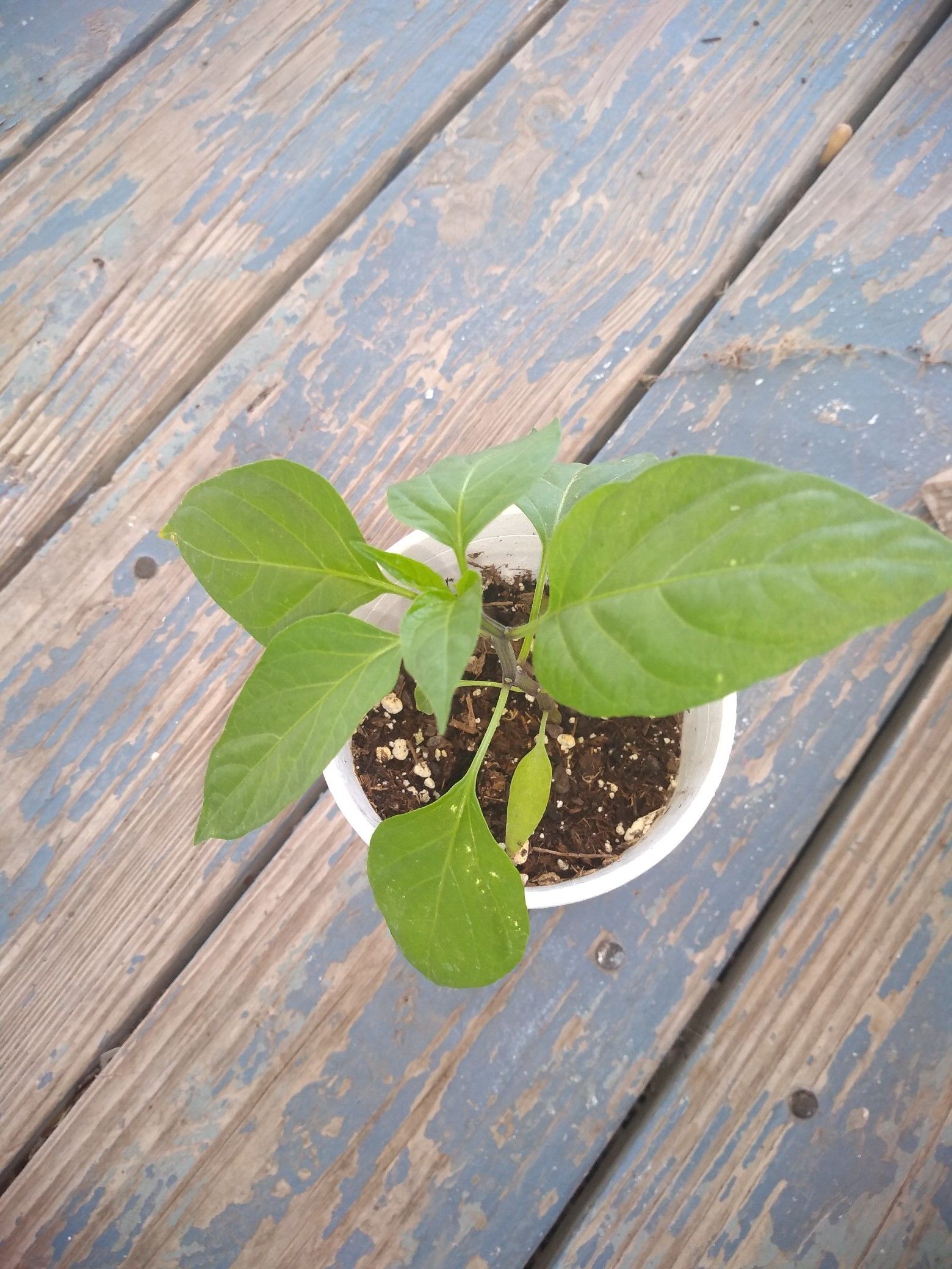 Jalapeno Plants $5
