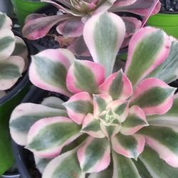 Succulent  plants $15 ea Aeonium pink witch 
