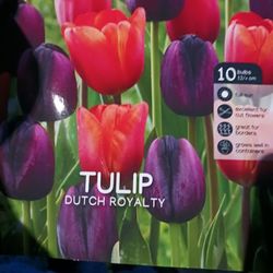 Bulbs TULIPS AND DAFFODILS * 